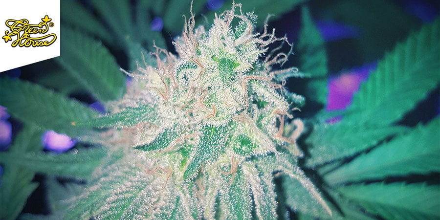 Great White Shark (Greenhouse Seeds)